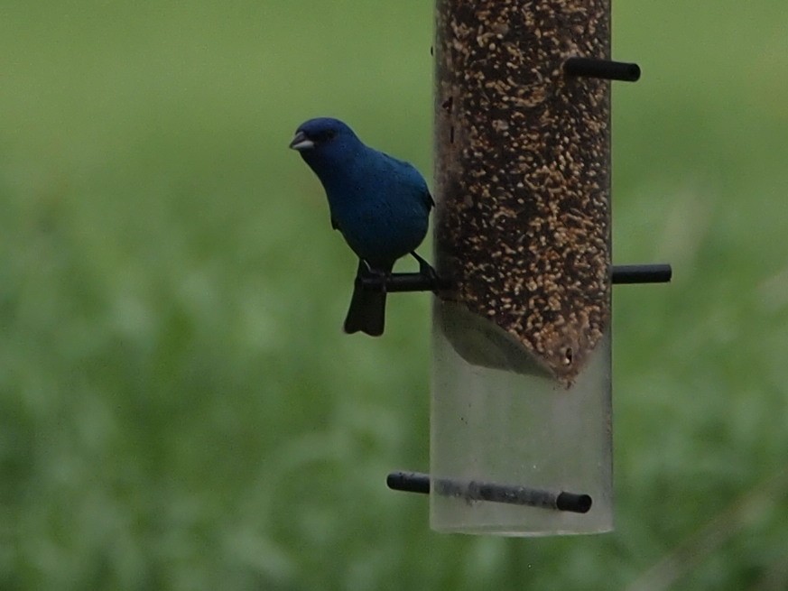 Indigo Bunting - Joshua Snodgrass