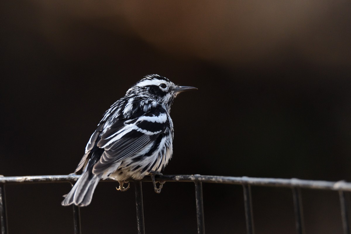 Black-and-white Warbler - terence zahner