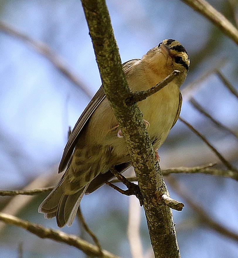 Worm-eating Warbler - ML100749661