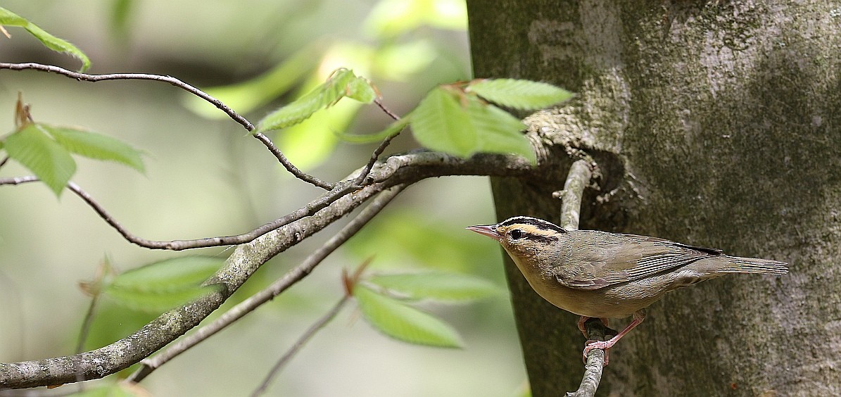 Worm-eating Warbler - ML100749671