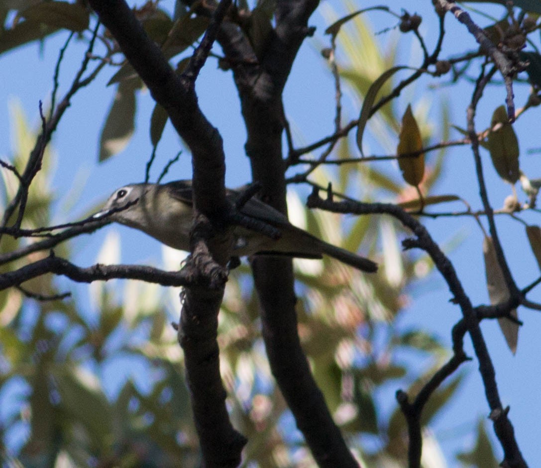 Cassin's Vireo - ML100750281