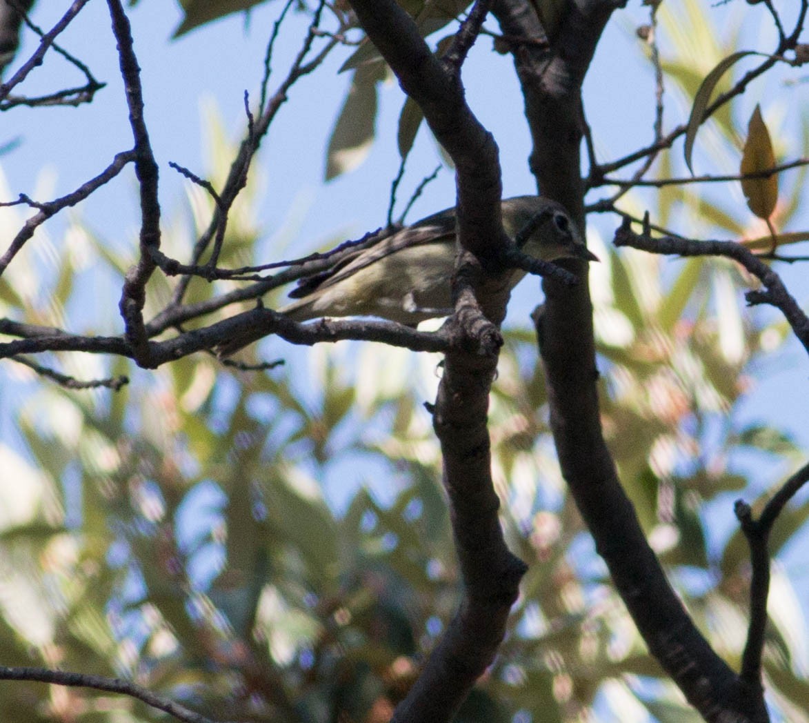 Cassin's Vireo - ML100750291