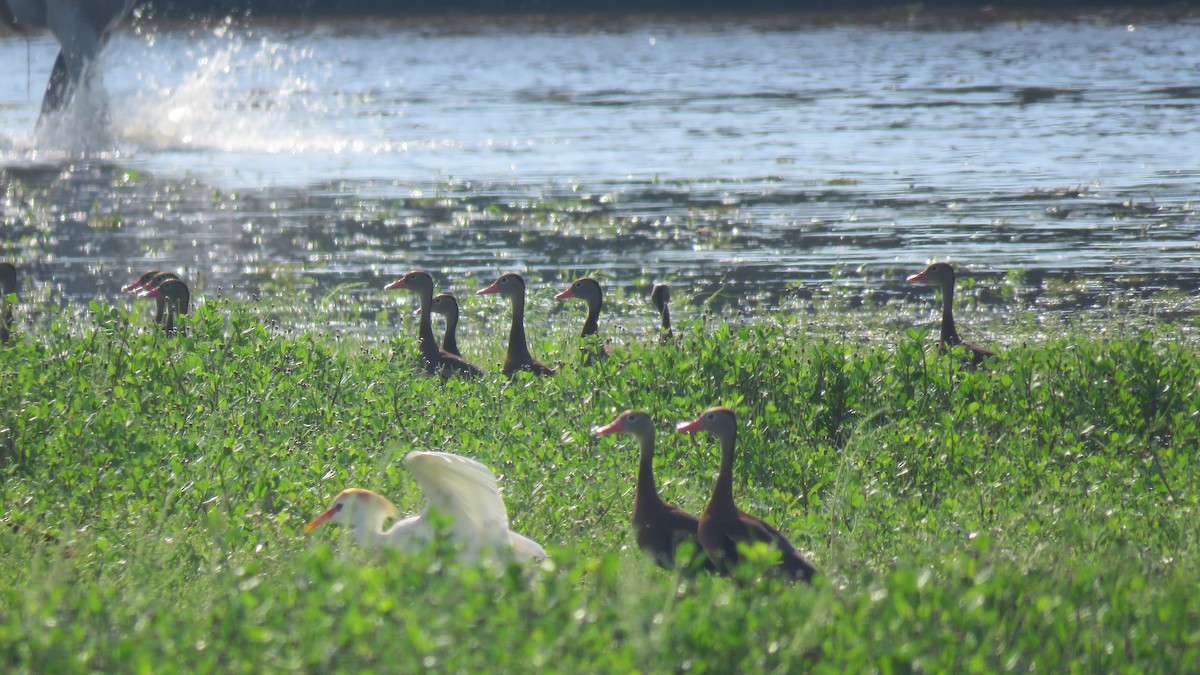 Black-bellied Whistling-Duck - Salvadora Morales