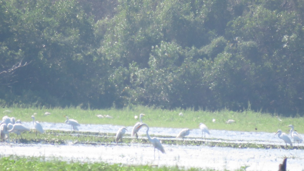 Great Egret - ML100751421