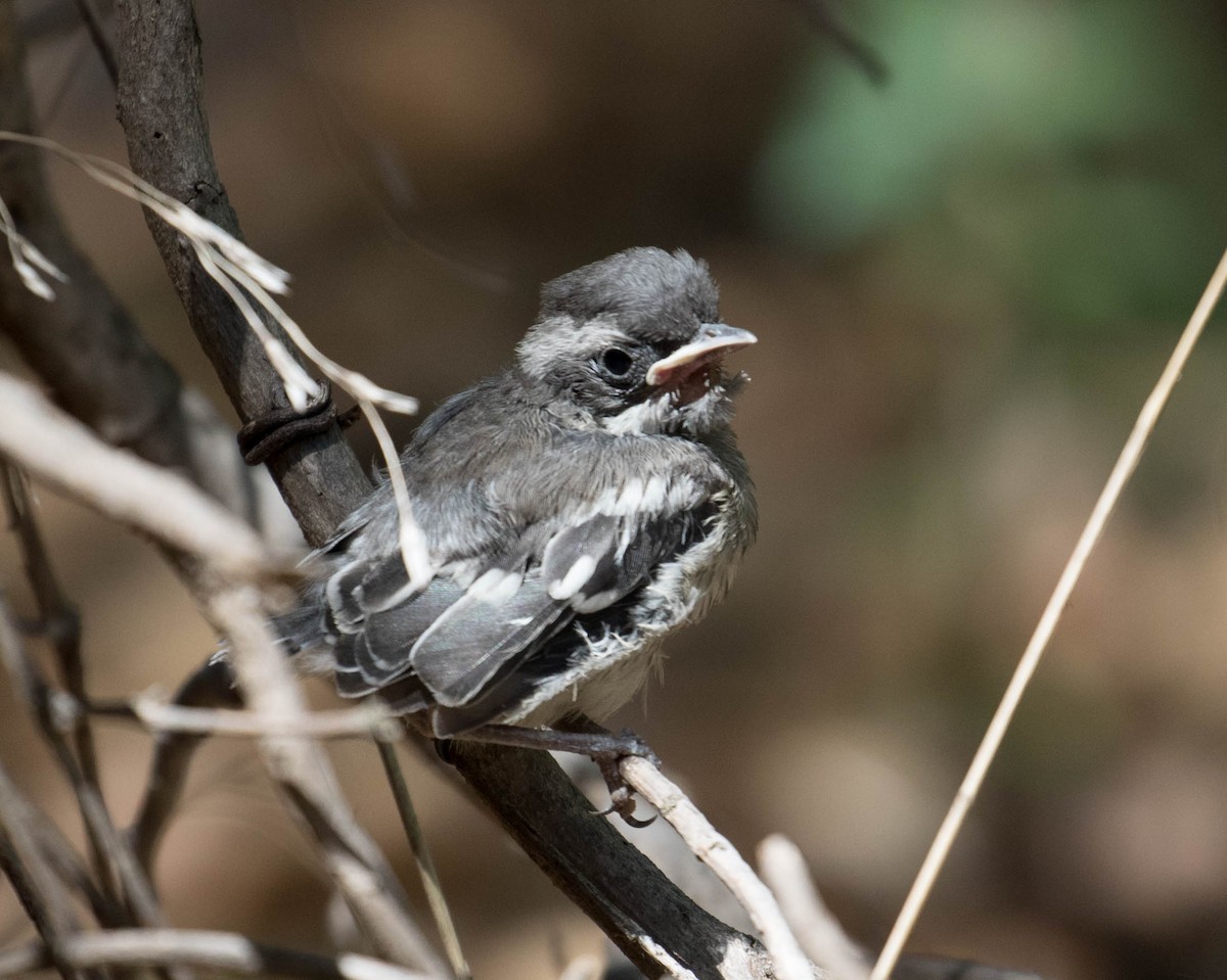 Black-throated Gray Warbler - ML100752411