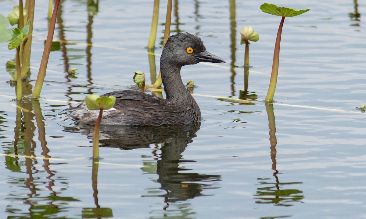 Least Grebe - ML100753391