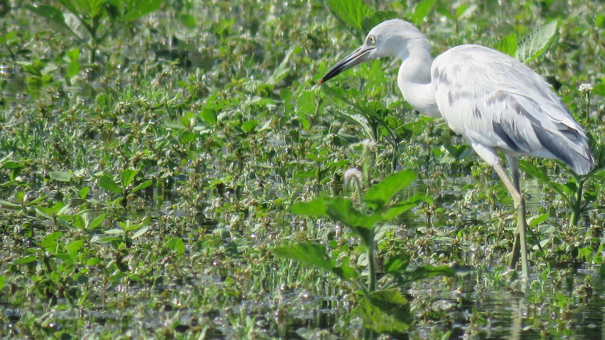 Little Blue Heron - ML100753871