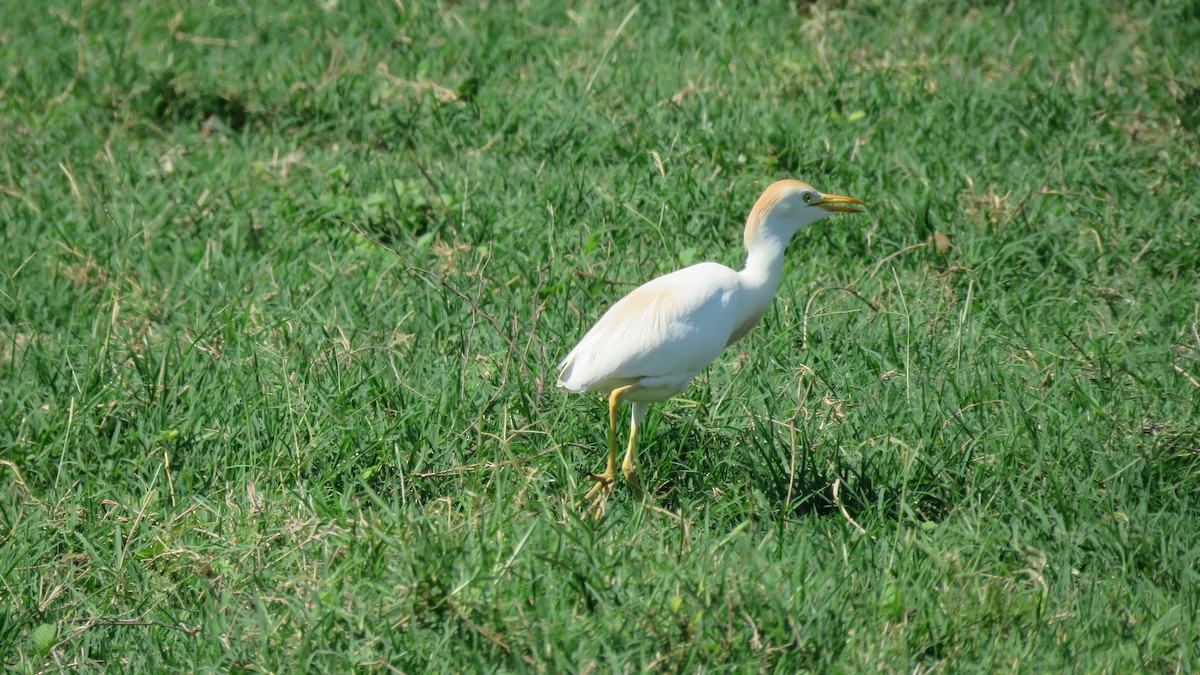 Western Cattle Egret - ML100753921