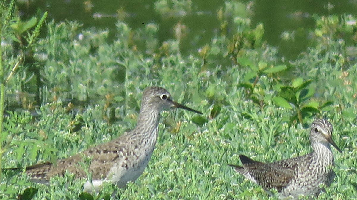 Lesser Yellowlegs - ML100754141