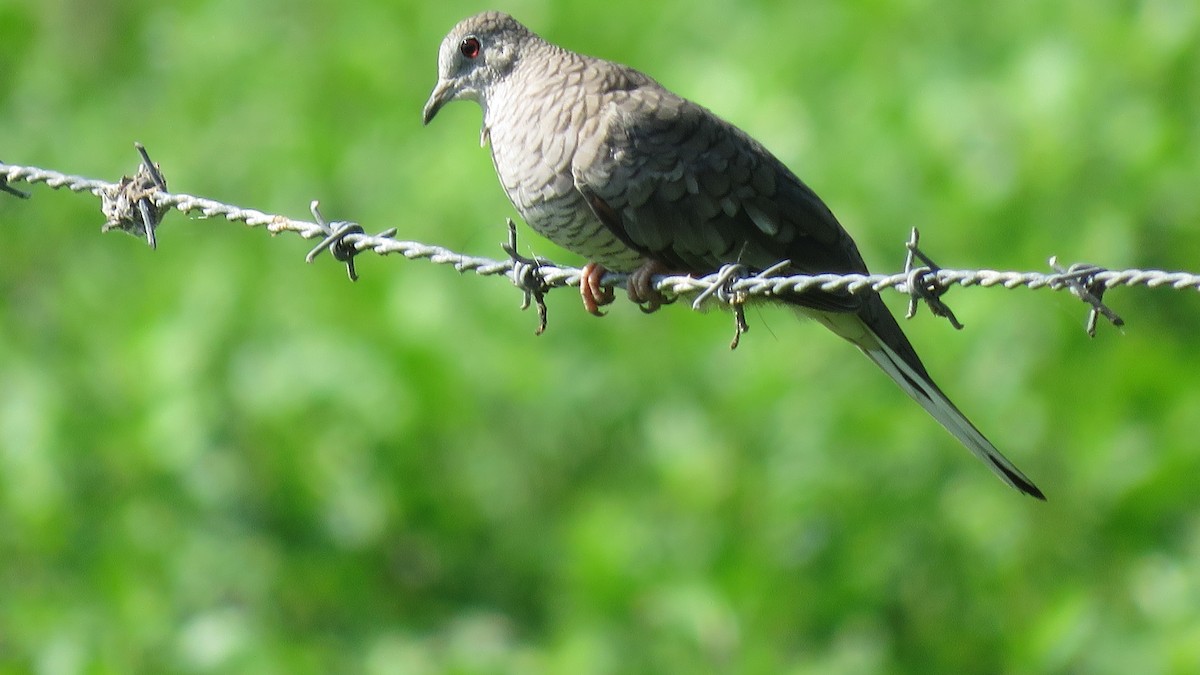 Inca Dove - ML100754191