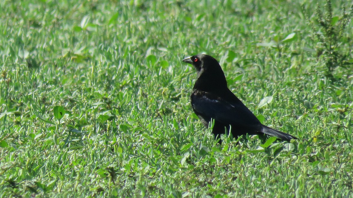 Bronzed Cowbird - ML100754231