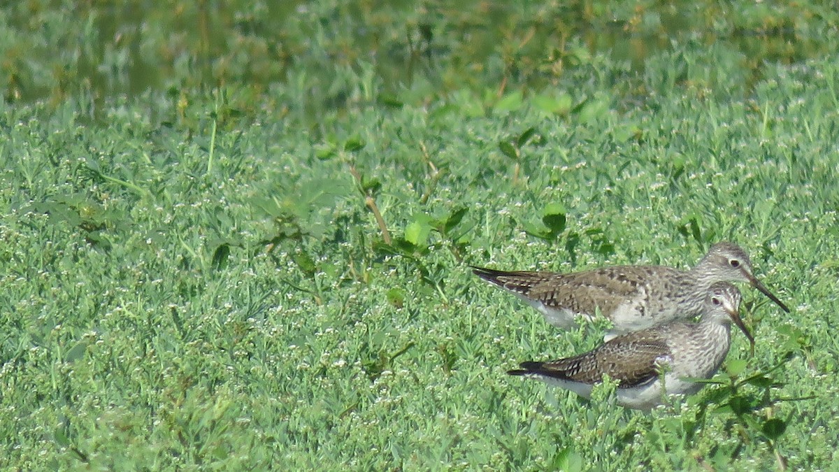 Lesser Yellowlegs - Salvadora Morales