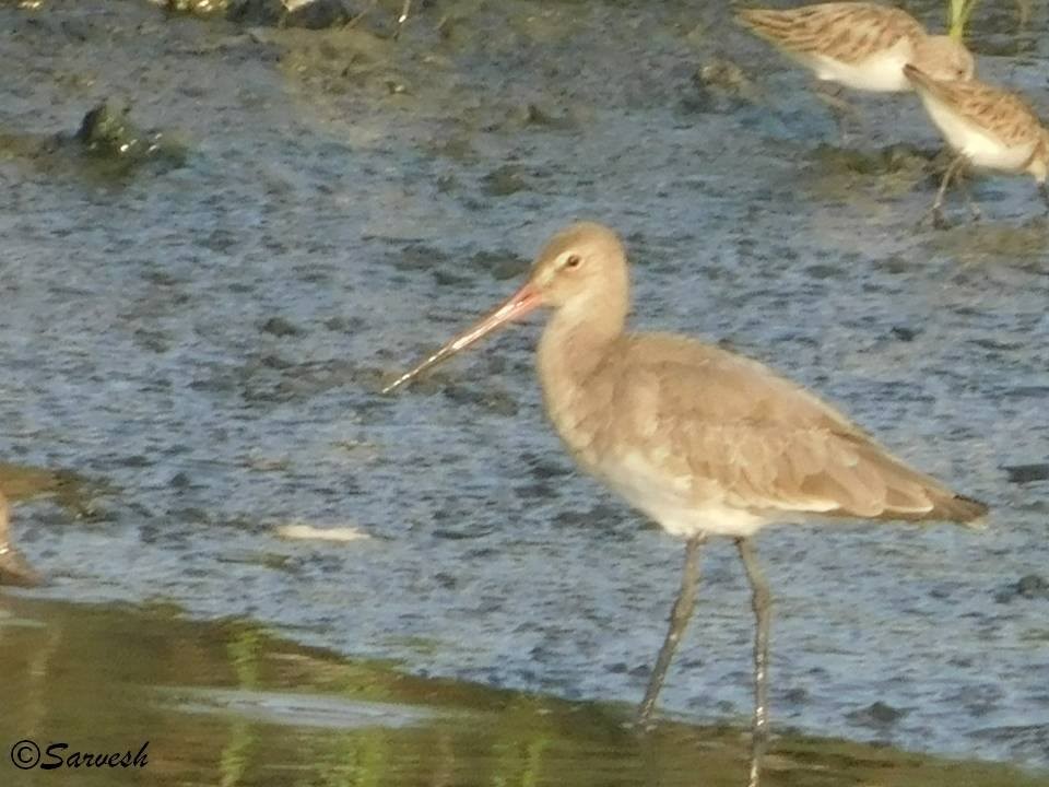 Морин цууцал - ML100754601