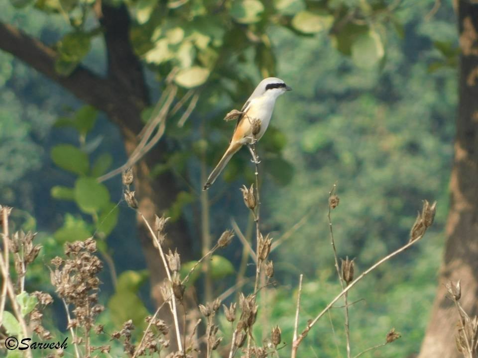 Long-tailed Shrike - ML100754671
