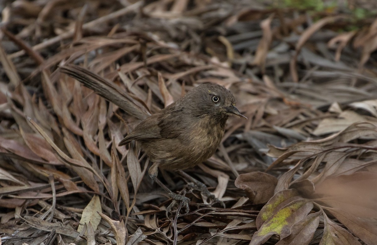 Wrentit - ML100755191