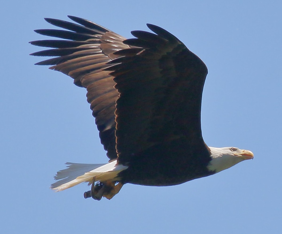 Bald Eagle - Keith Leland