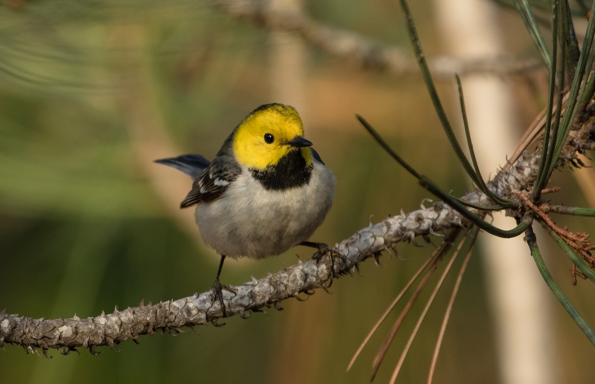 Paruline à tête jaune - ML100756161