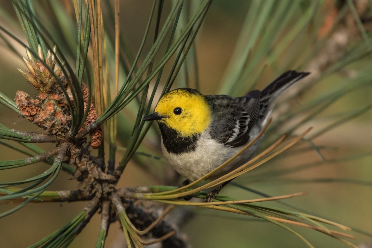 Paruline à tête jaune - ML100756171