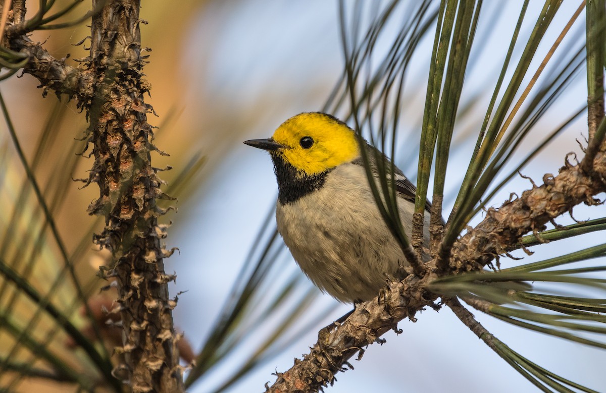 Hermit Warbler - Alex Abela