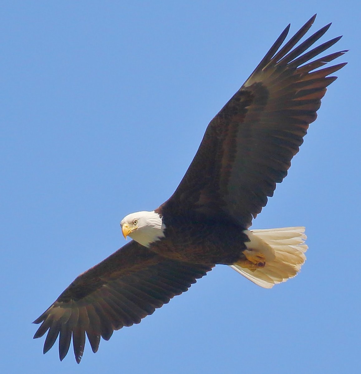 Bald Eagle - Keith Leland