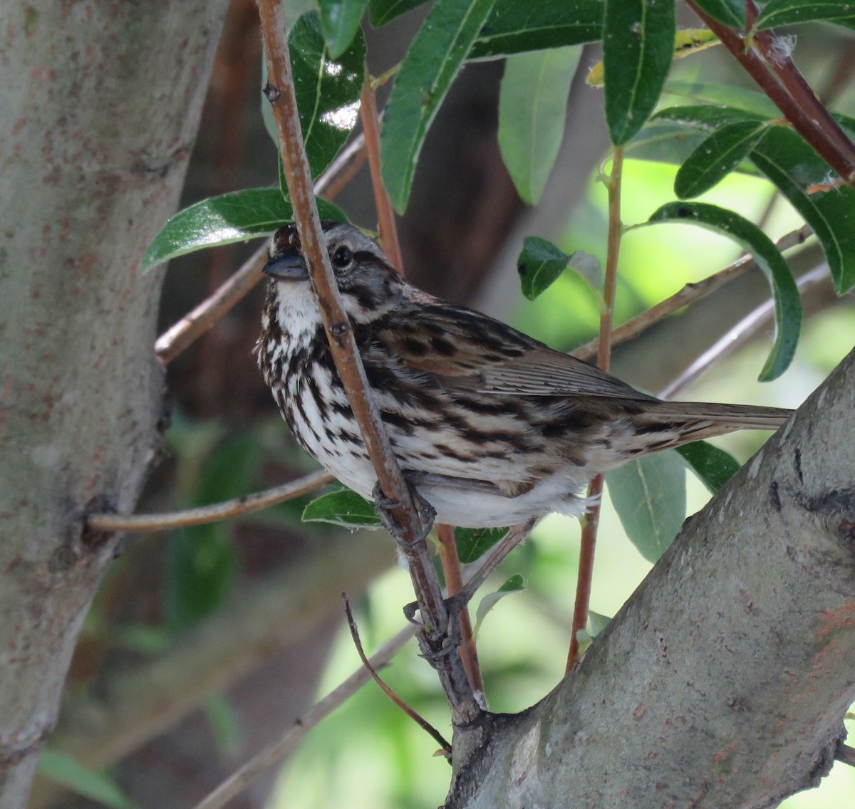 Song Sparrow - ML100757261