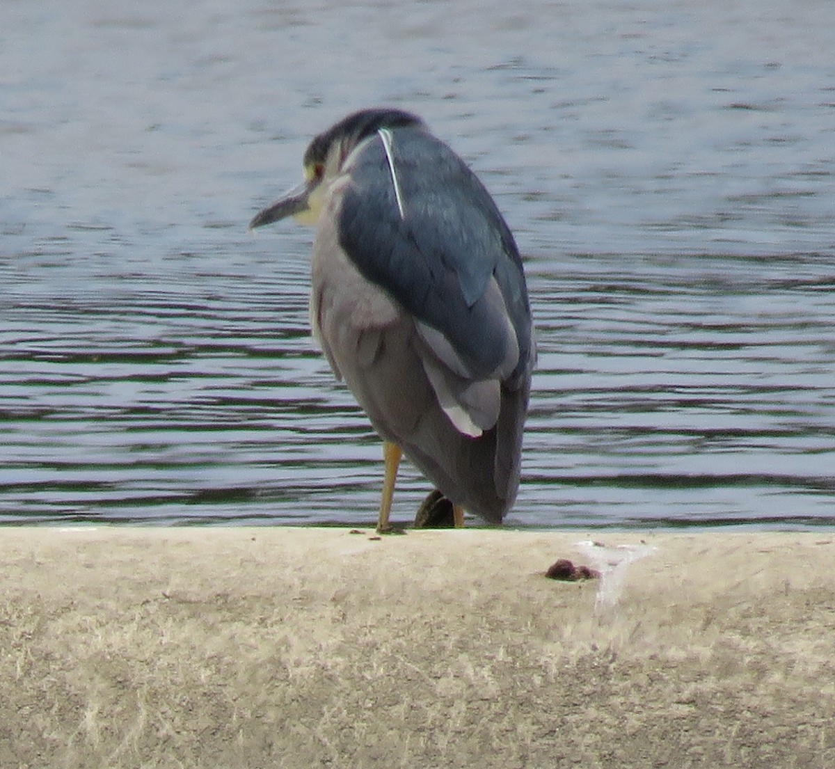 Black-crowned Night Heron - George Chrisman