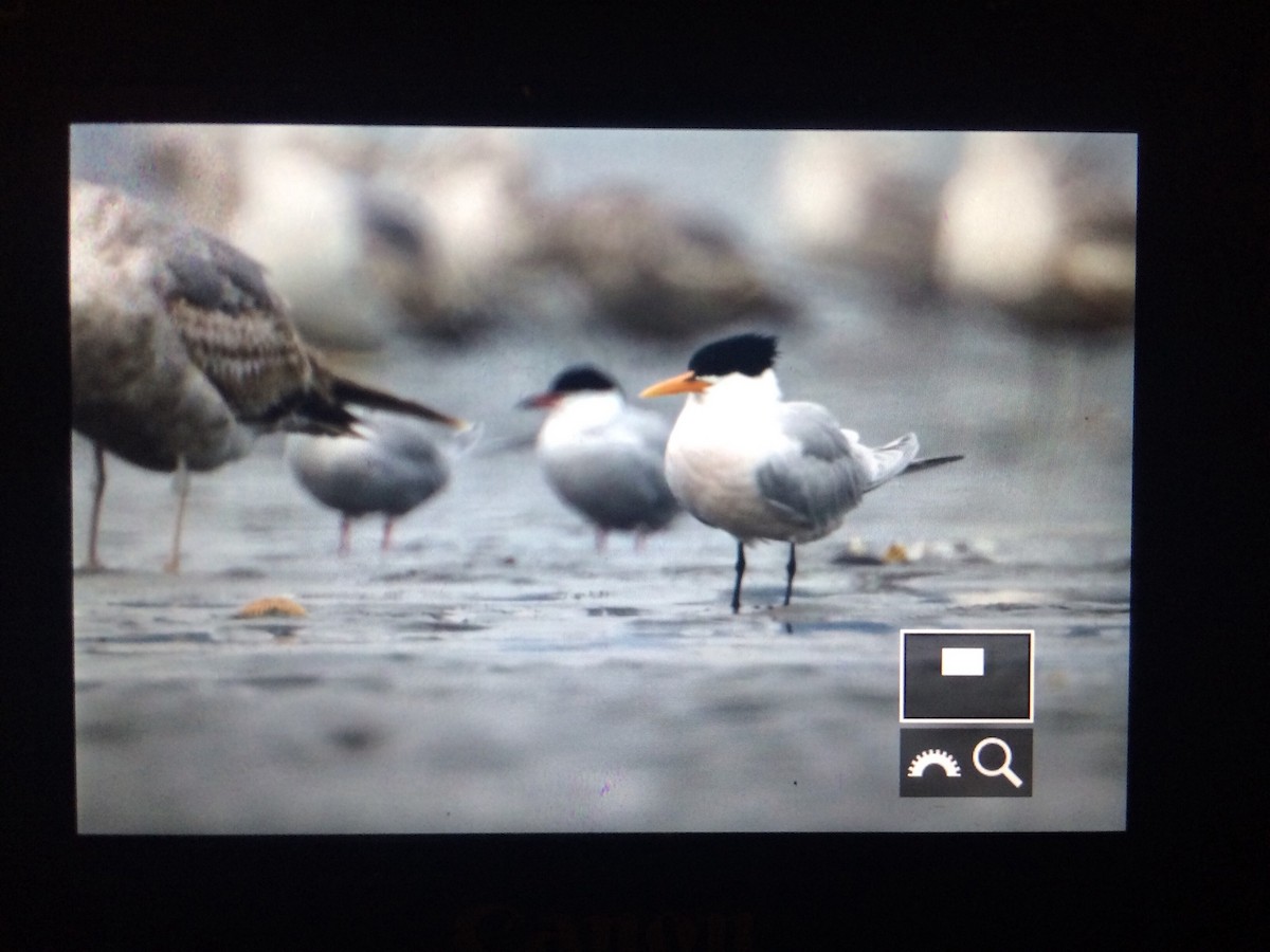 Elegant Tern - ML100757941