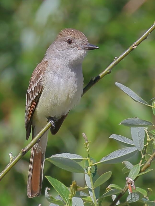 Ash-throated Flycatcher - Keith Leland