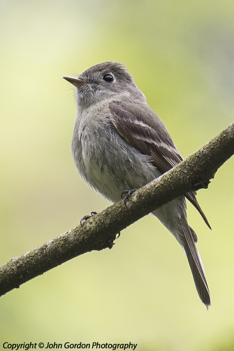 Hammond's Flycatcher - ML100758231