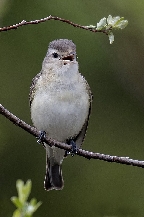 Western Warbling Vireo - ML100758541