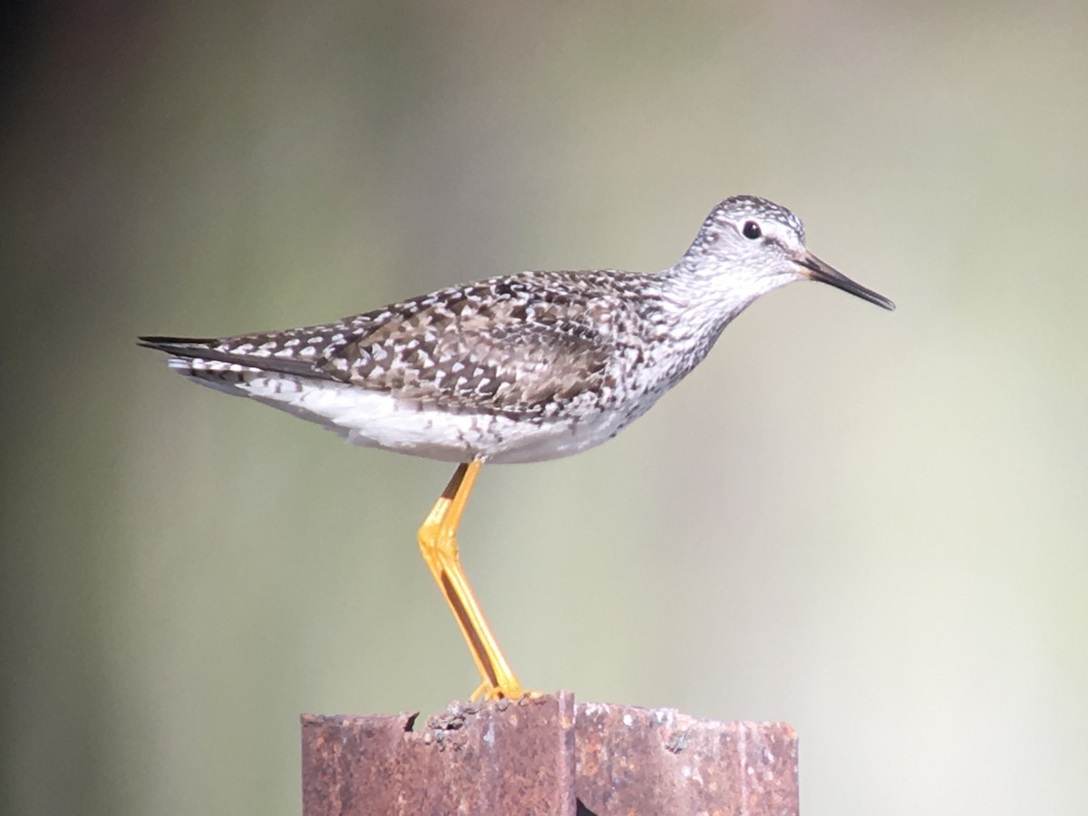 Lesser Yellowlegs - Cameron Eckert