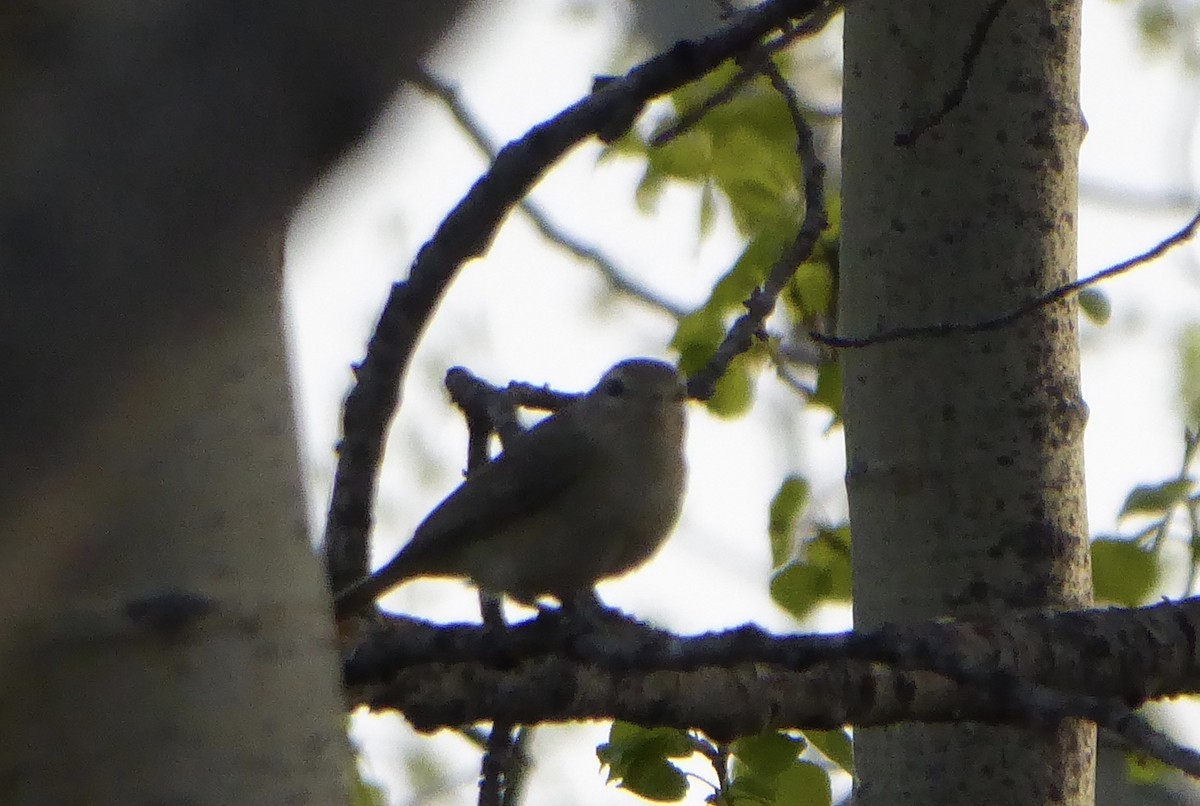 Warbling Vireo - ML100759941