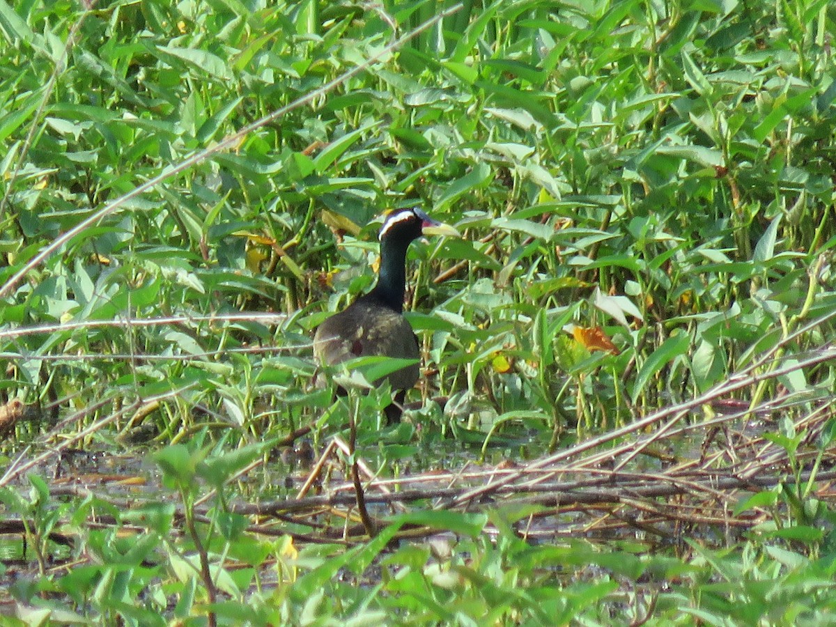 Jacana Bronceada - ML100761281