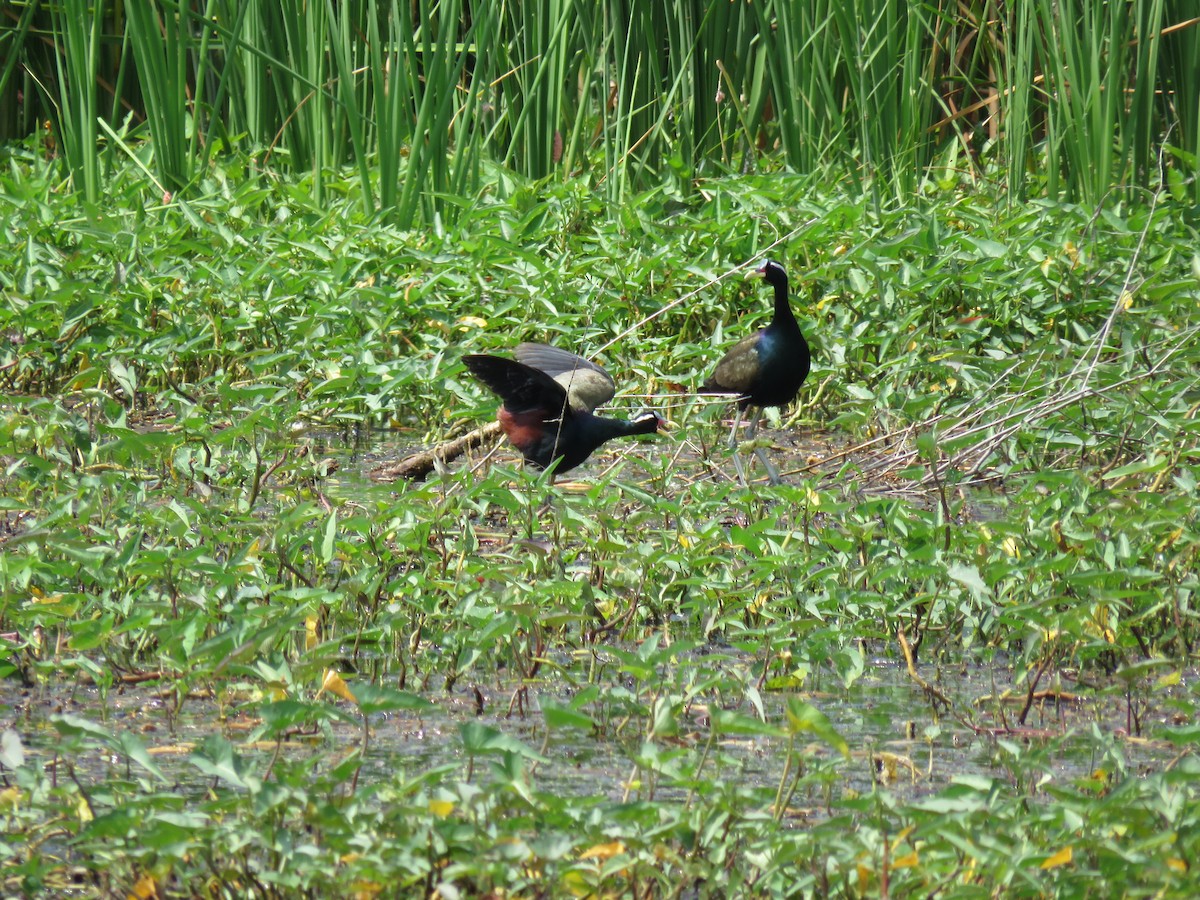 Bronze-winged Jacana - ML100761311