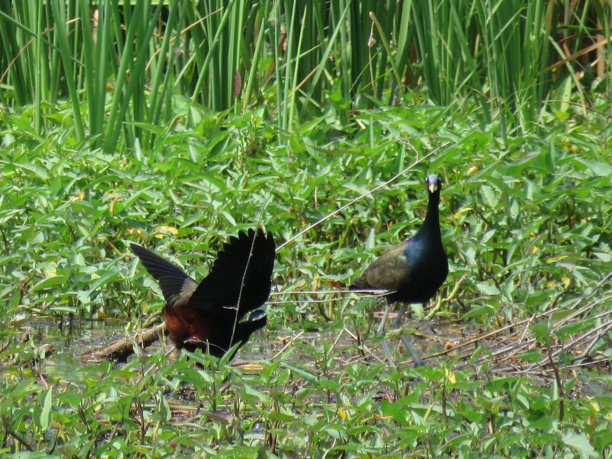 Jacana Bronceada - ML100761321