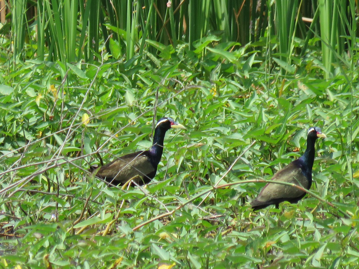 Jacana Bronceada - ML100761341