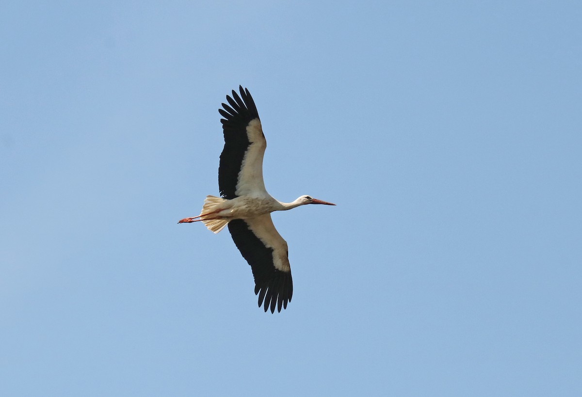 White Stork - ML100762111