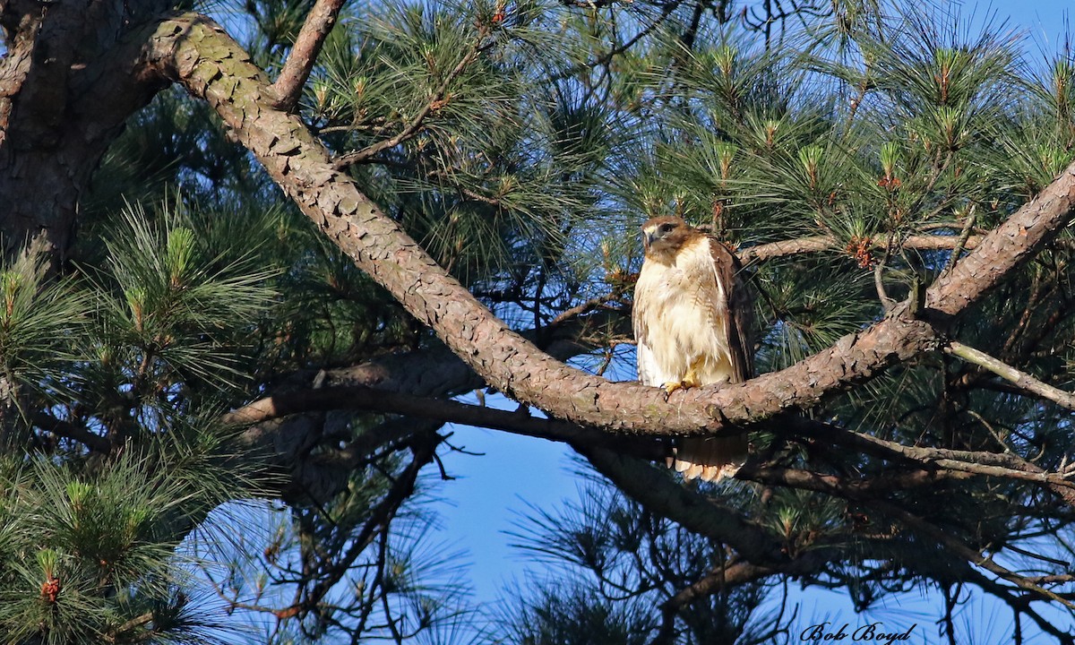 Rotschwanzbussard - ML100762521