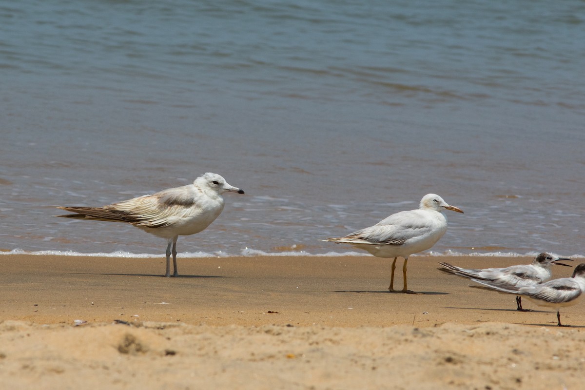 Common Gull - Nesrudheen PP