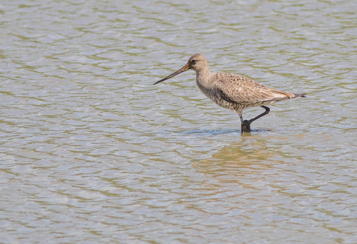 Hudsonian Godwit - Joachim Bertrands