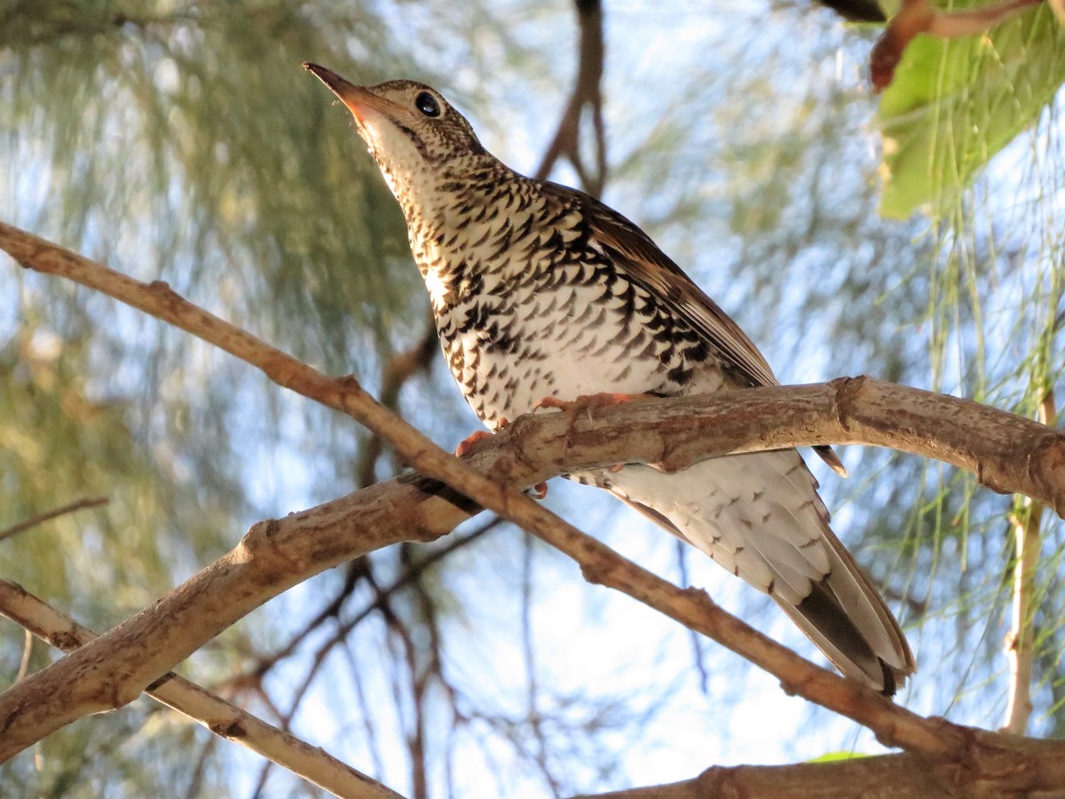 Bassian Thrush - ML100764881