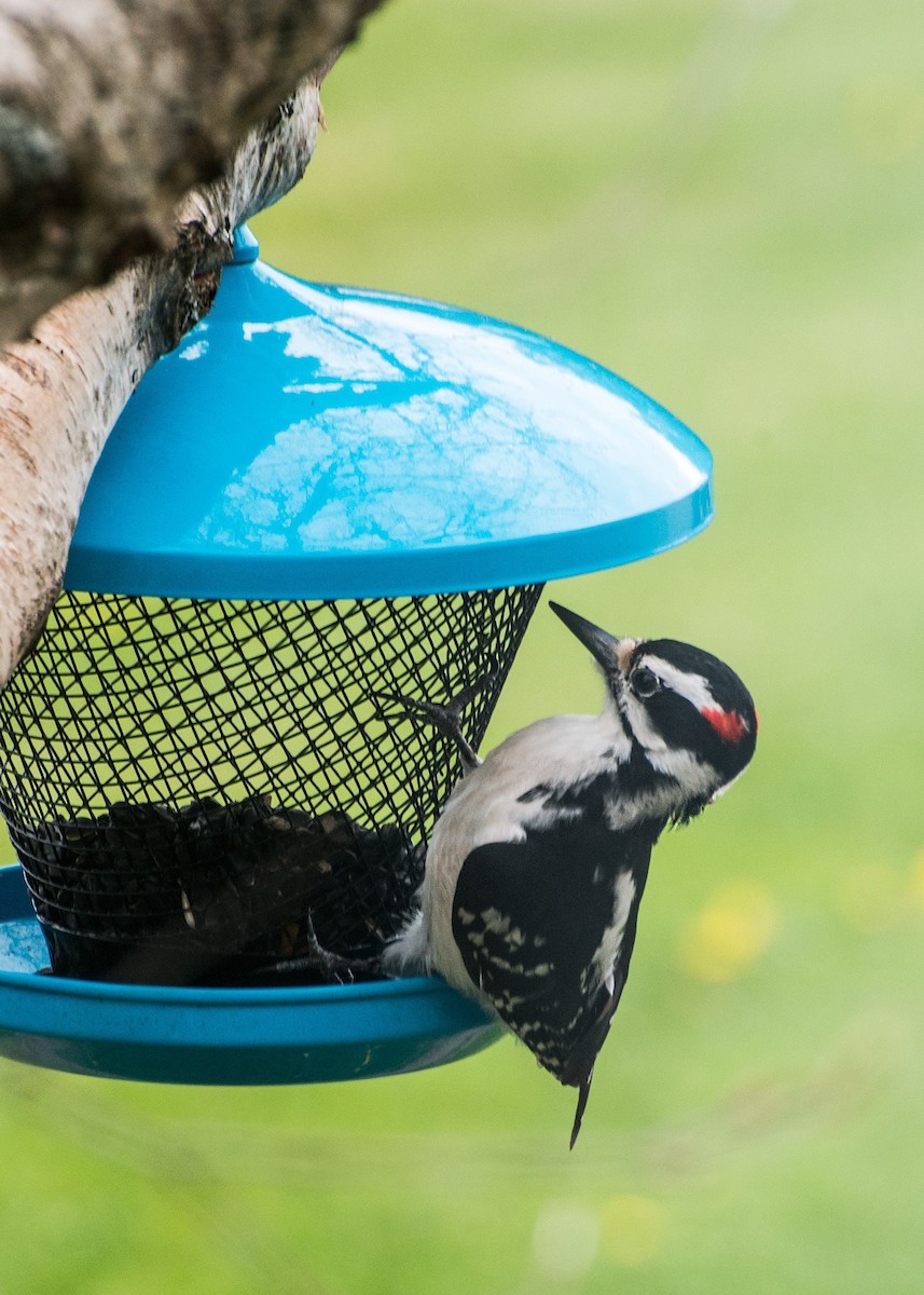 Downy Woodpecker - ML100765811