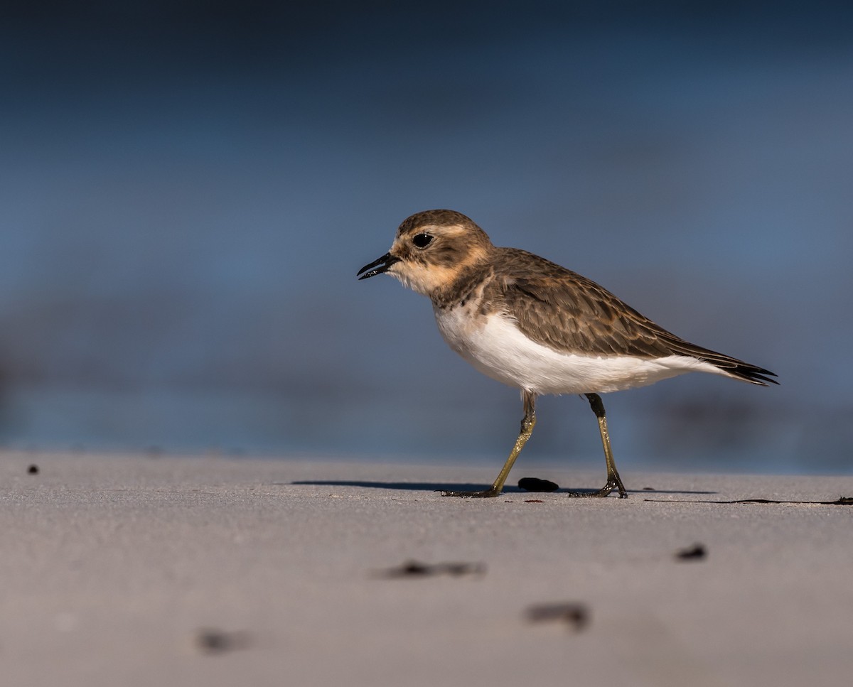 Double-banded Plover - Kevin Horner