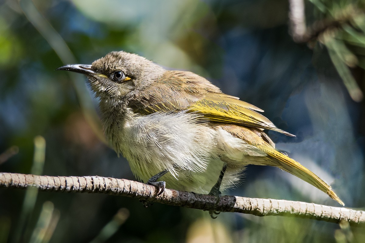 Brown Honeyeater - ML100767511