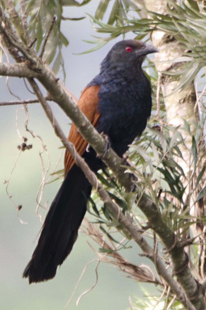 Greater Coucal (Southern) - ML100768341