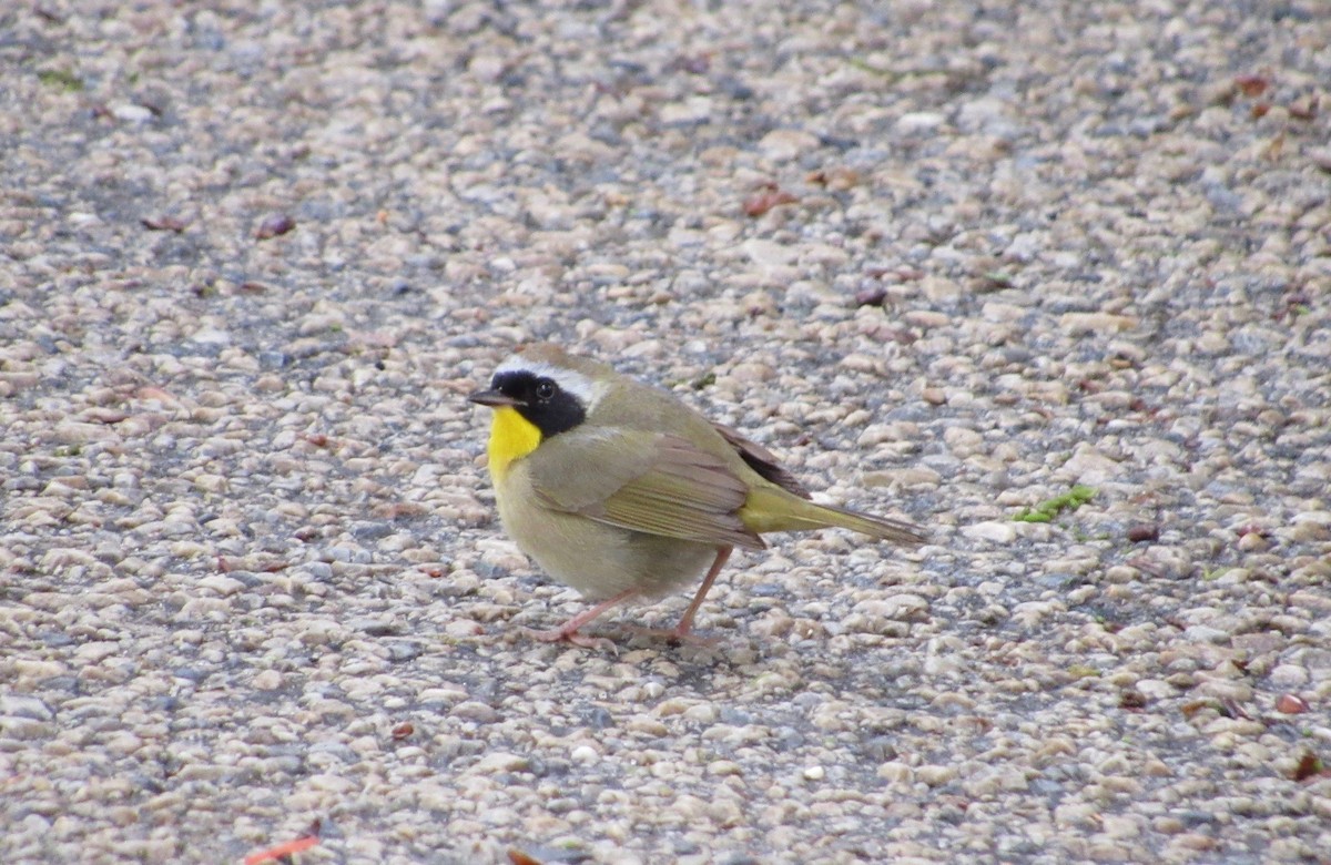 Common Yellowthroat - Mickey Ryan