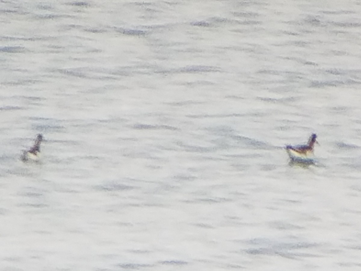 Wilson's Phalarope - ML100774131