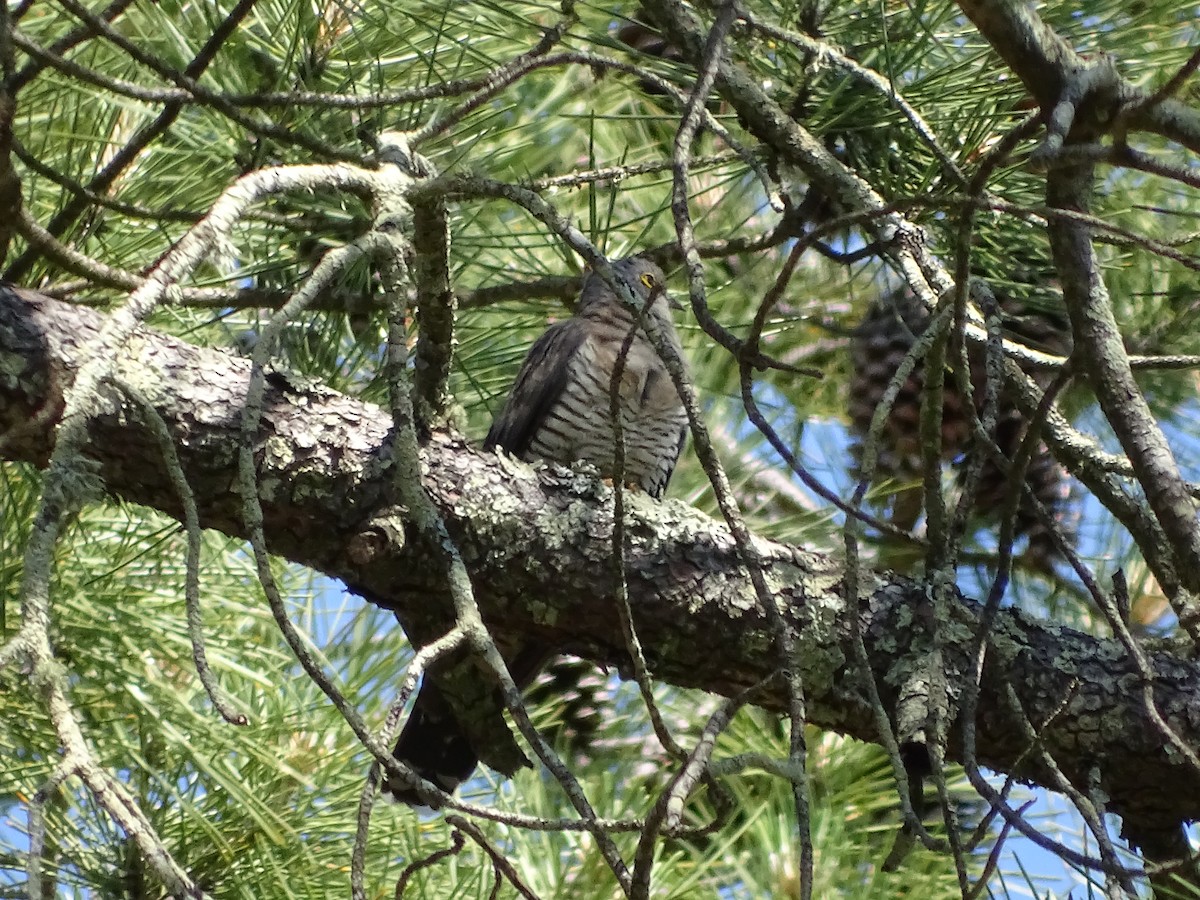 Common Cuckoo - ML100775081