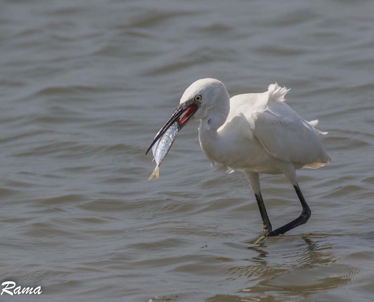 Little Egret - Rama Neelamegam