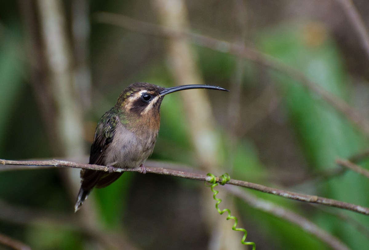 Minute Hermit - Marcos Eugênio (Birding Guide)